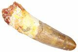Fossil Spinosaurus Tooth - Real Dinosaur Tooth #382336-1